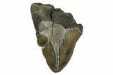 Partial Fossil Megalodon Tooth - Pathological Blade #329842-1